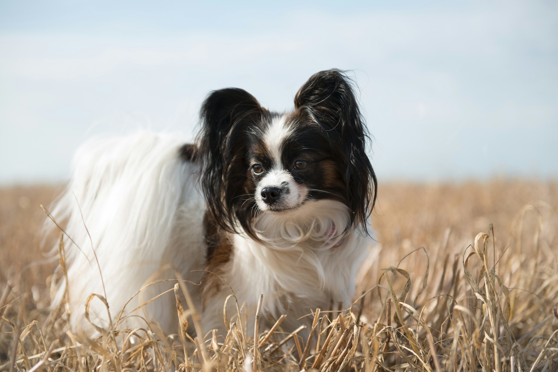 A Papillon dog standing in a sunny field outdoors 