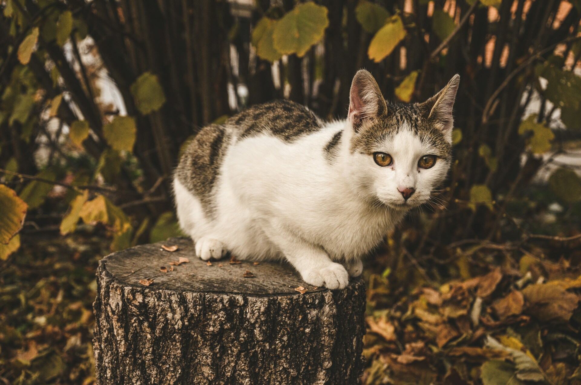 An outdoor cat sitting on a wooden log in a leafy area