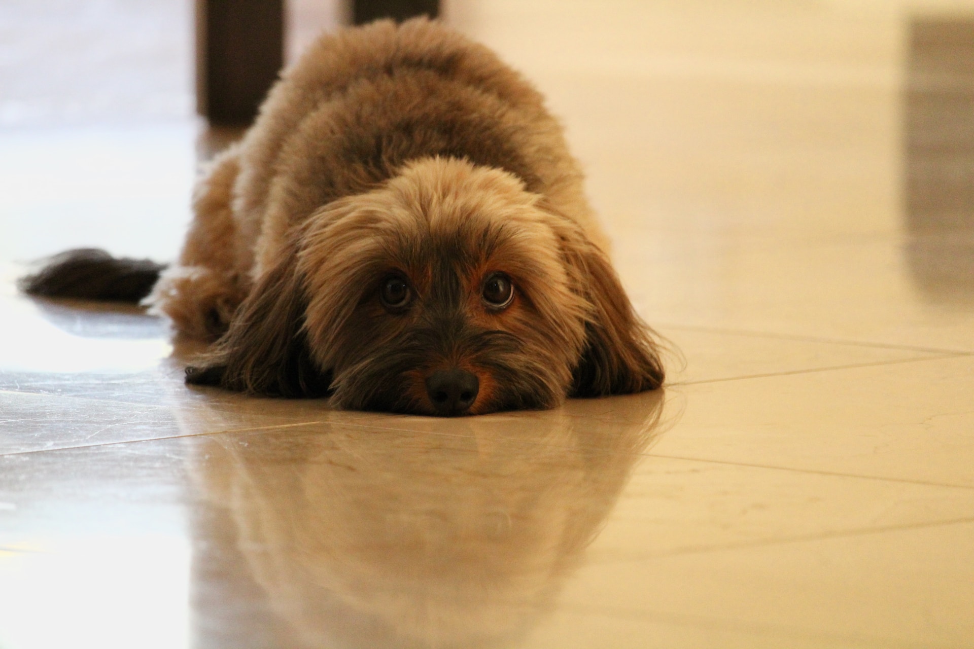 Een hond die op de vloer ligt van een nieuw appartement