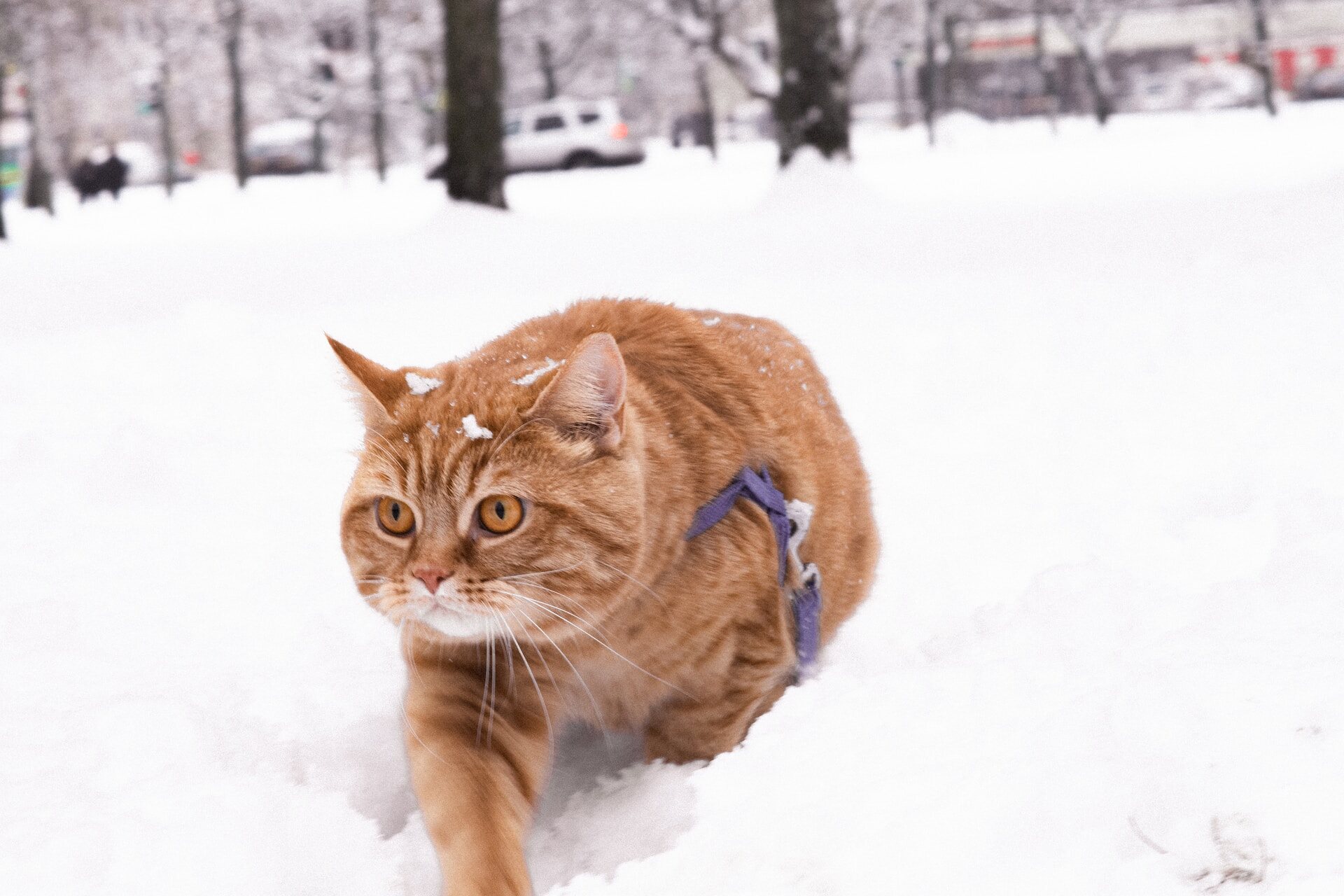 A cat wearing a harness hunting in the snow