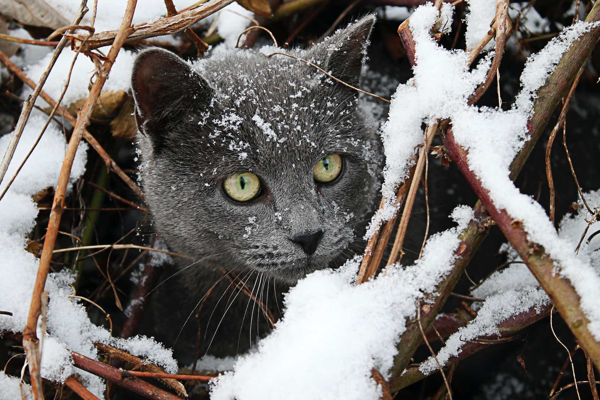 A cat exploring the snow in a forest