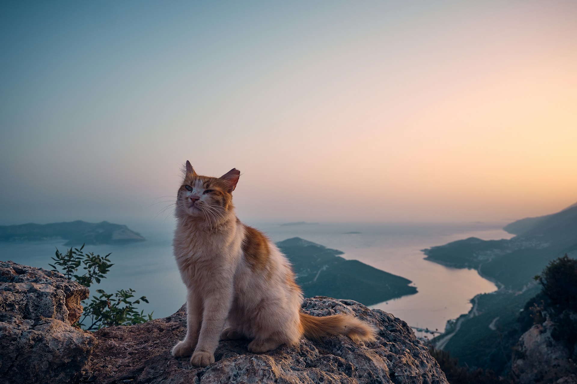An outdoor cat sitting on a cliff overlooking the sea