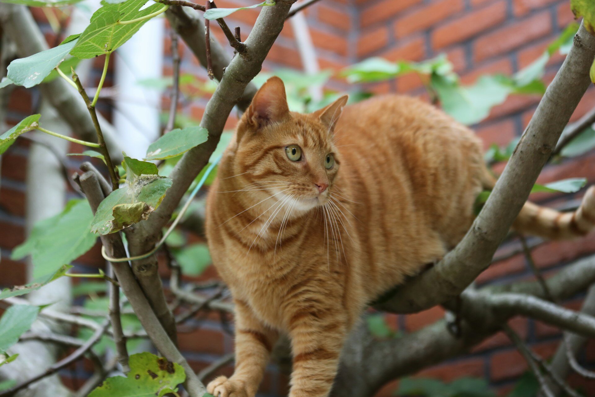 A cat sitting by the branches of a tree