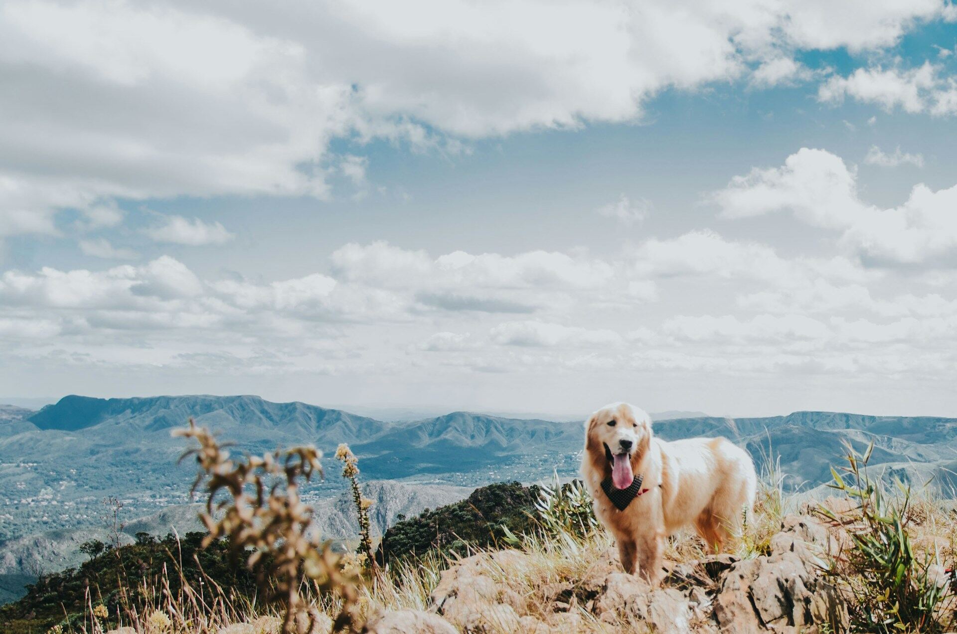 A Golden Retriever standing on a sunny cliff by the mountains