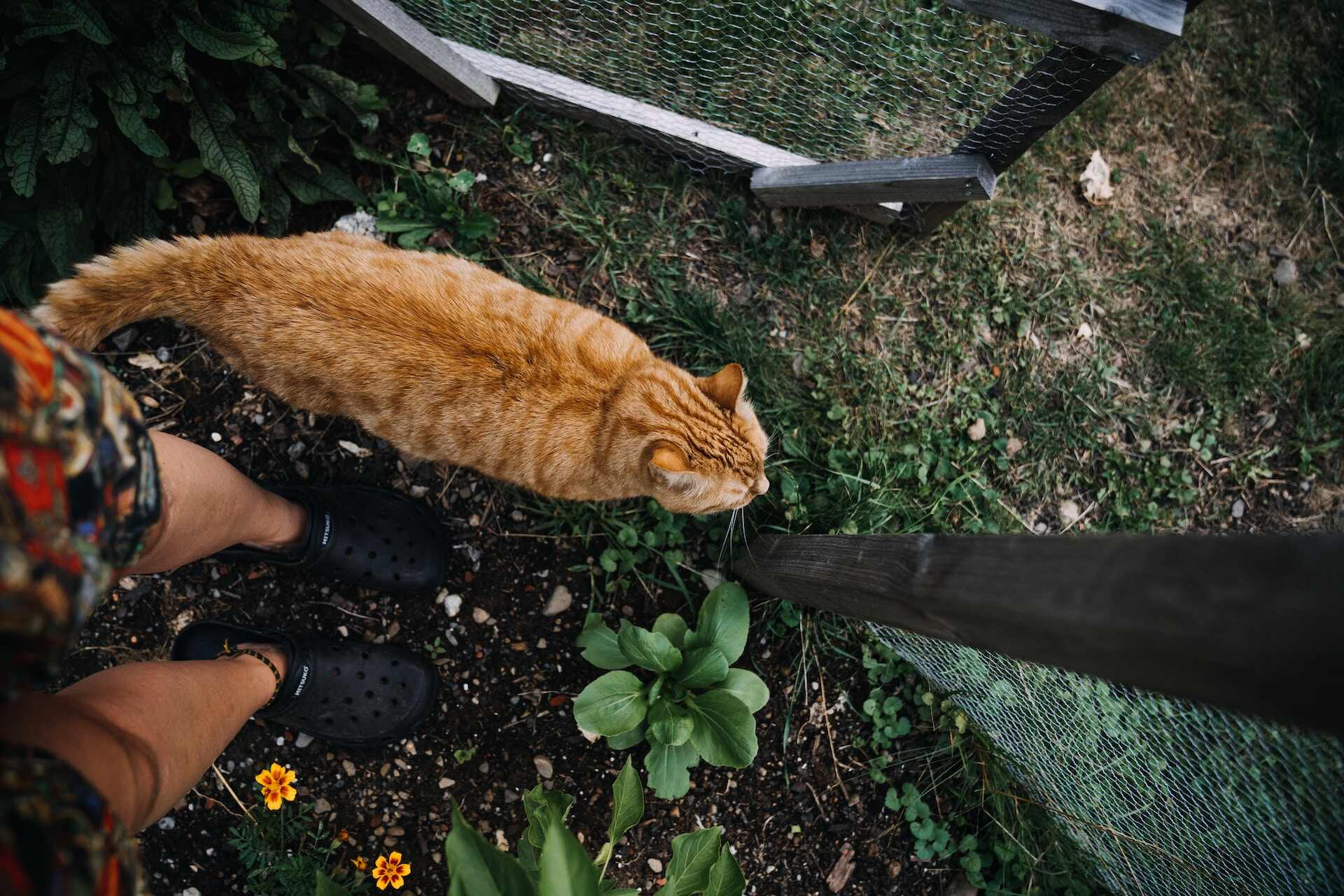 A brown cat exploring a garden next to a man