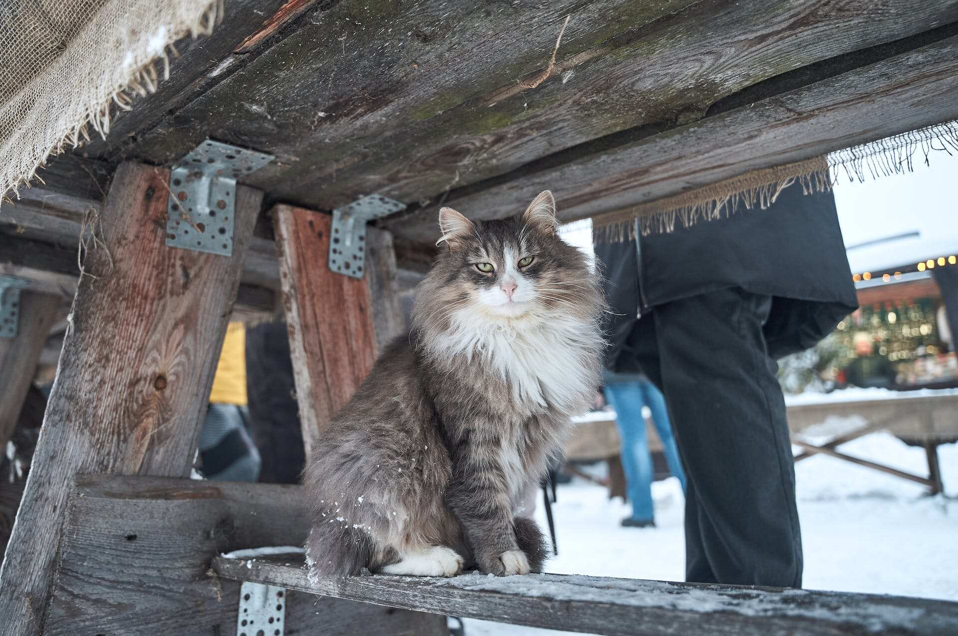 A Norwegian Forest cat sitting at a wooden log table outdoors