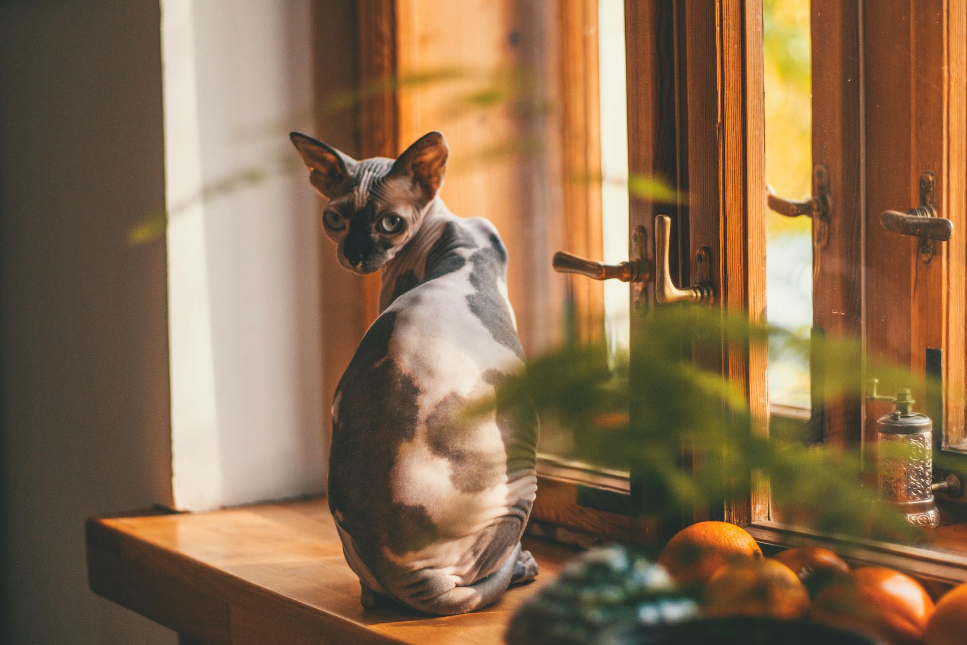 A pregnant Sphynx cat sitting by a window