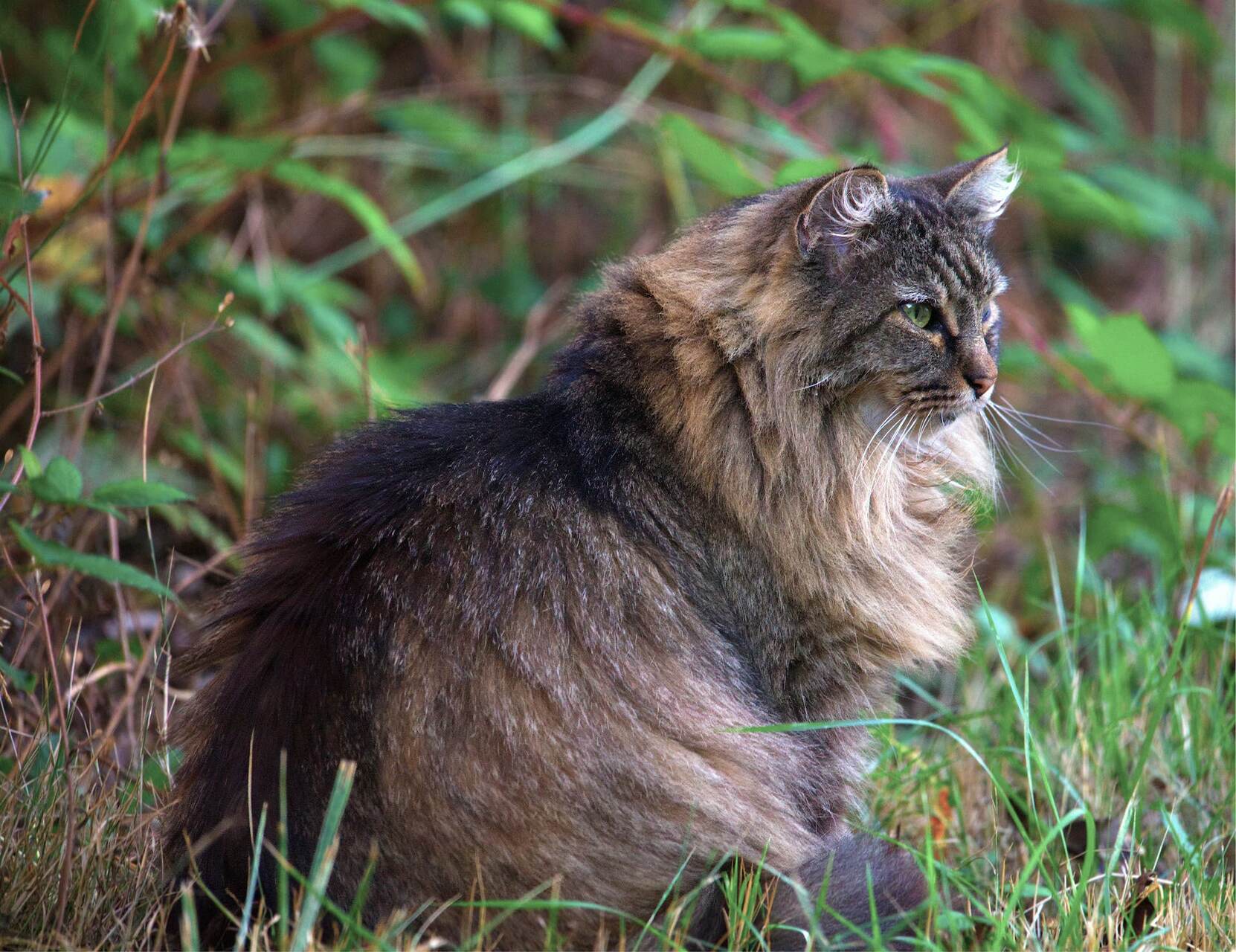 A Maine Coon sitting in a forested area
