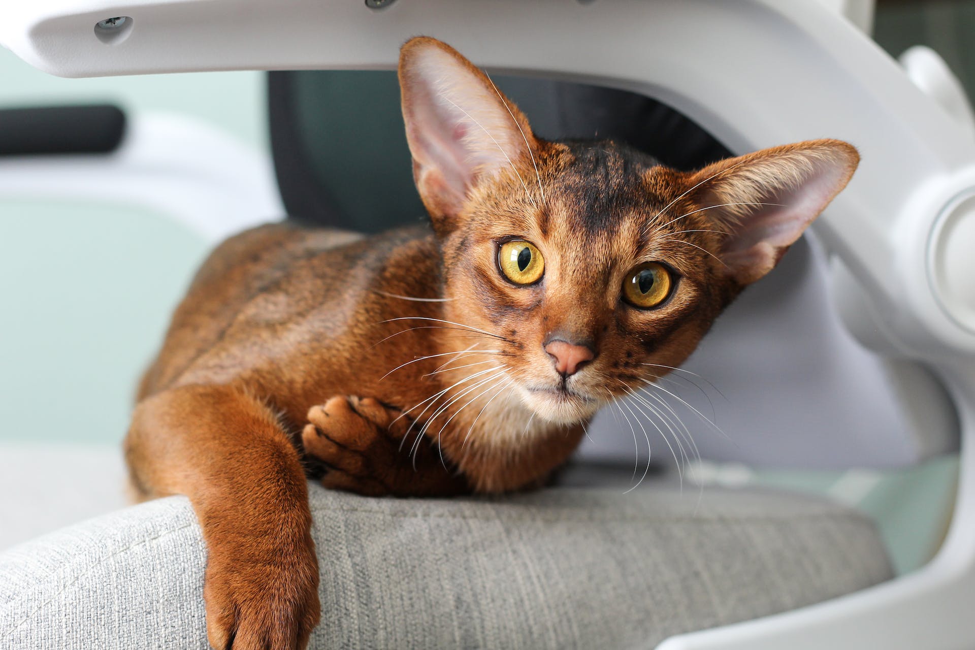 An Abyssinian cat sittting on a white desk chair