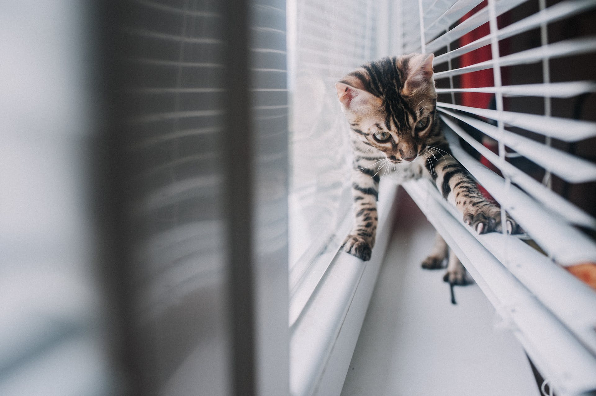 A Bengal kitten stuck in window blinds