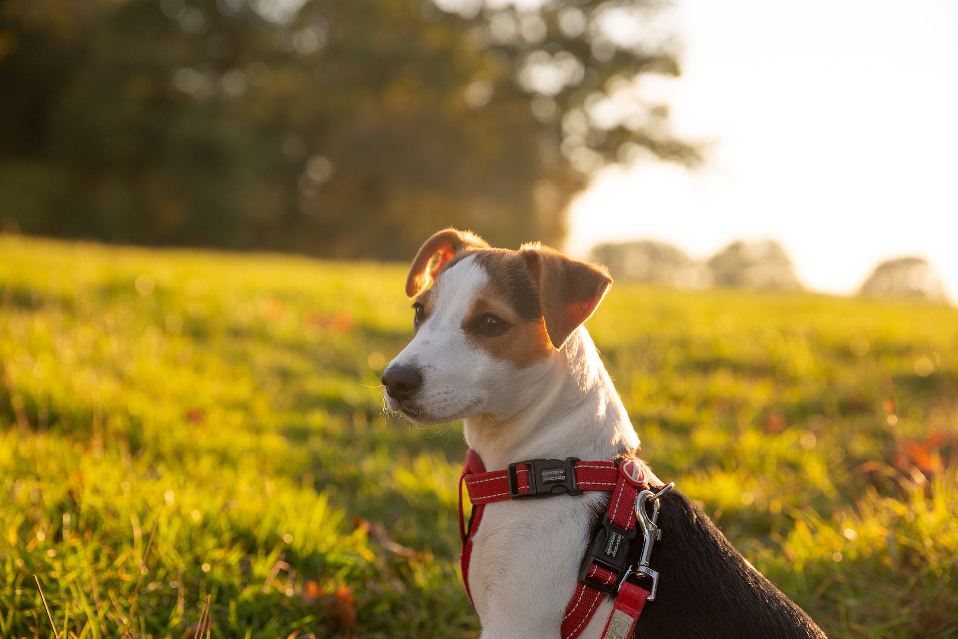 A Jack Russell terrier sitting in a sunny green field