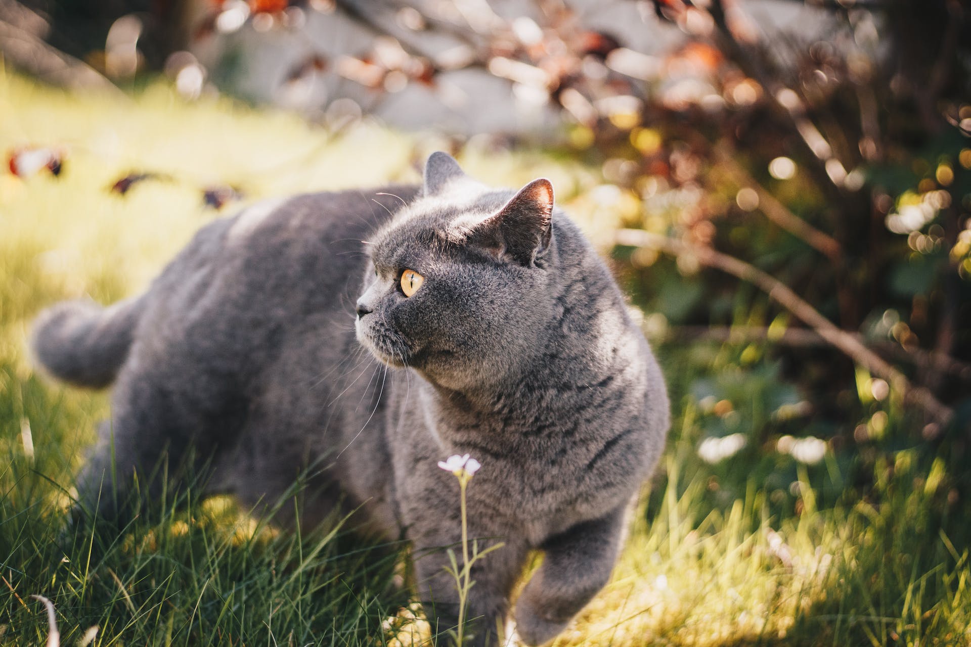A British Shorthair cat walking around a grassy lawn