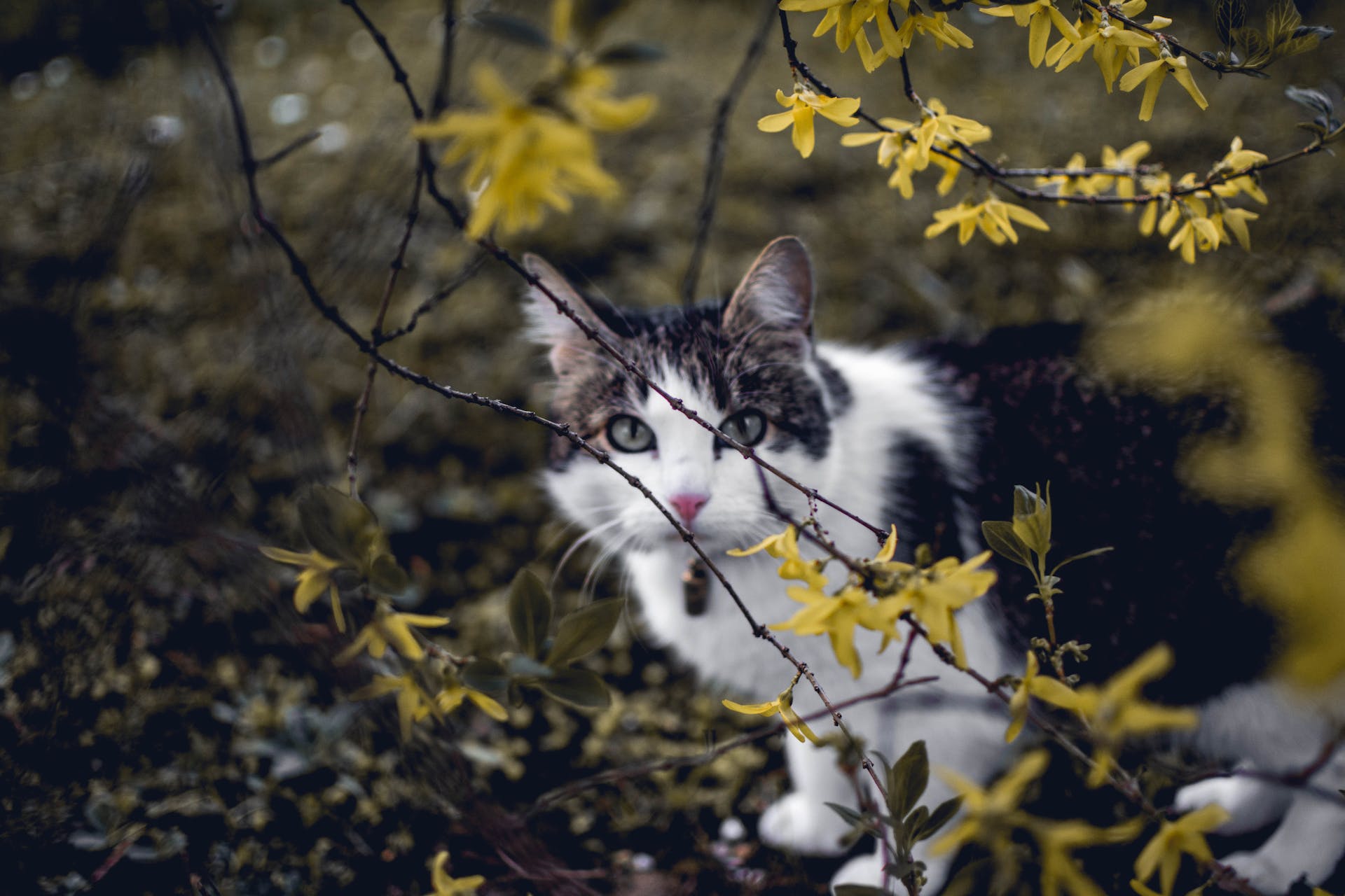 A black and white cat hiding behind a tree