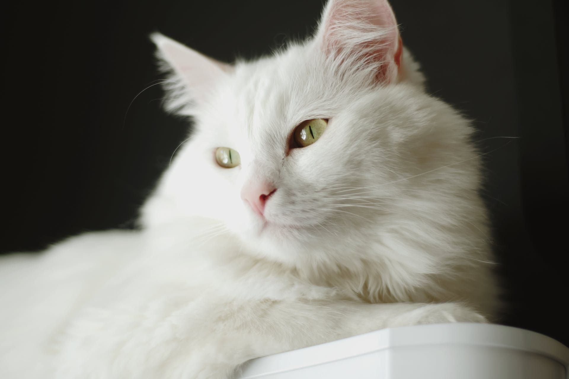 A white Turkish Angora cat with green eyes