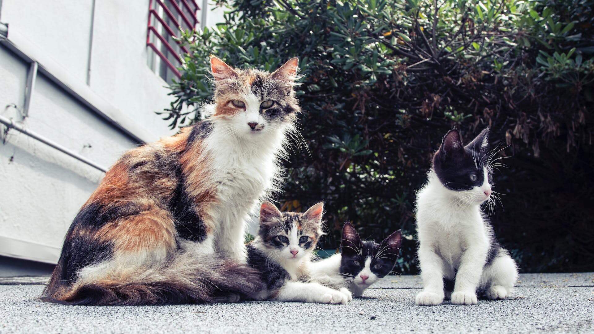 A litter of kittens sitting outdoors