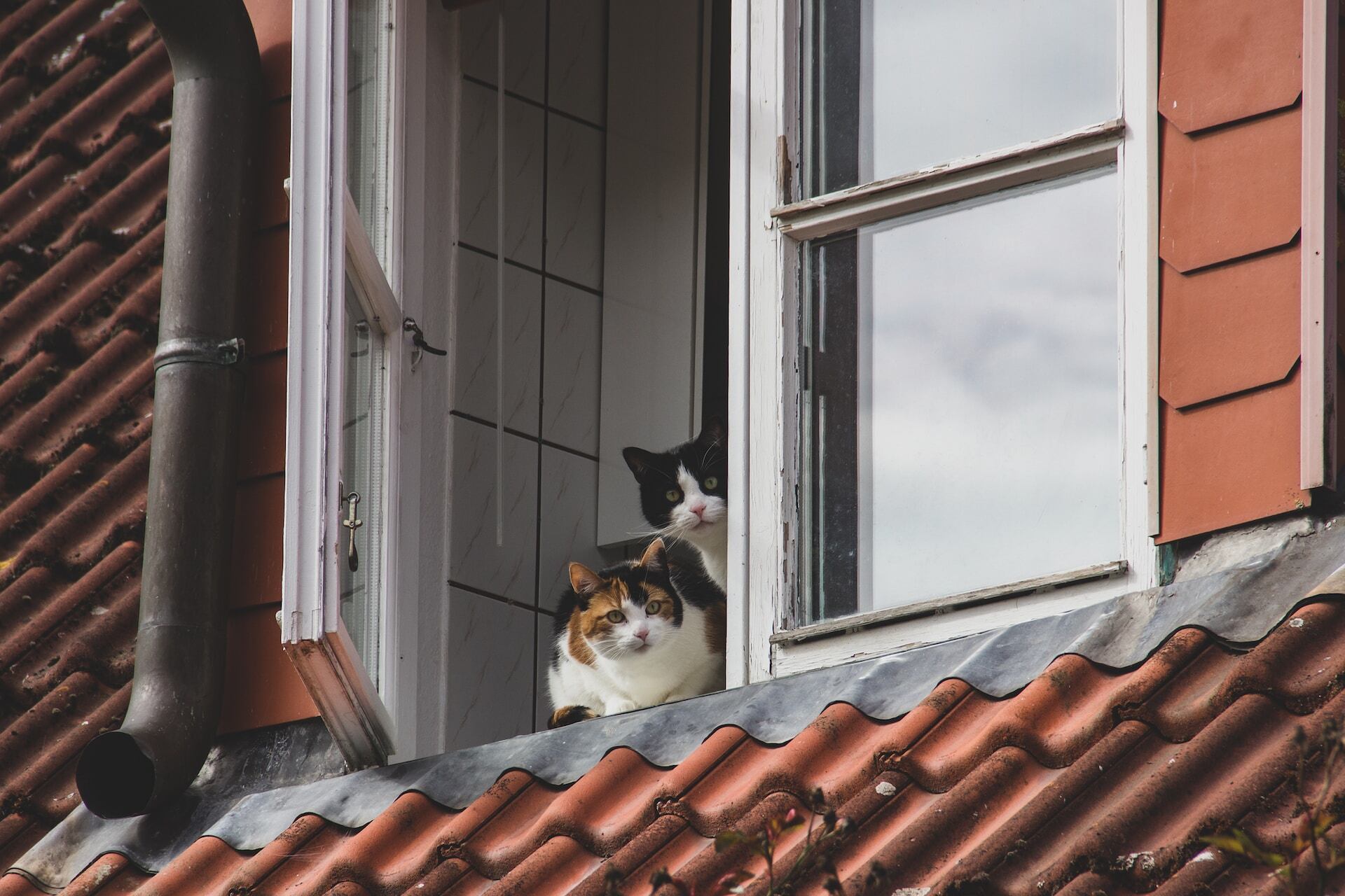 A pair of cats sitting by an open window overlooking a roof