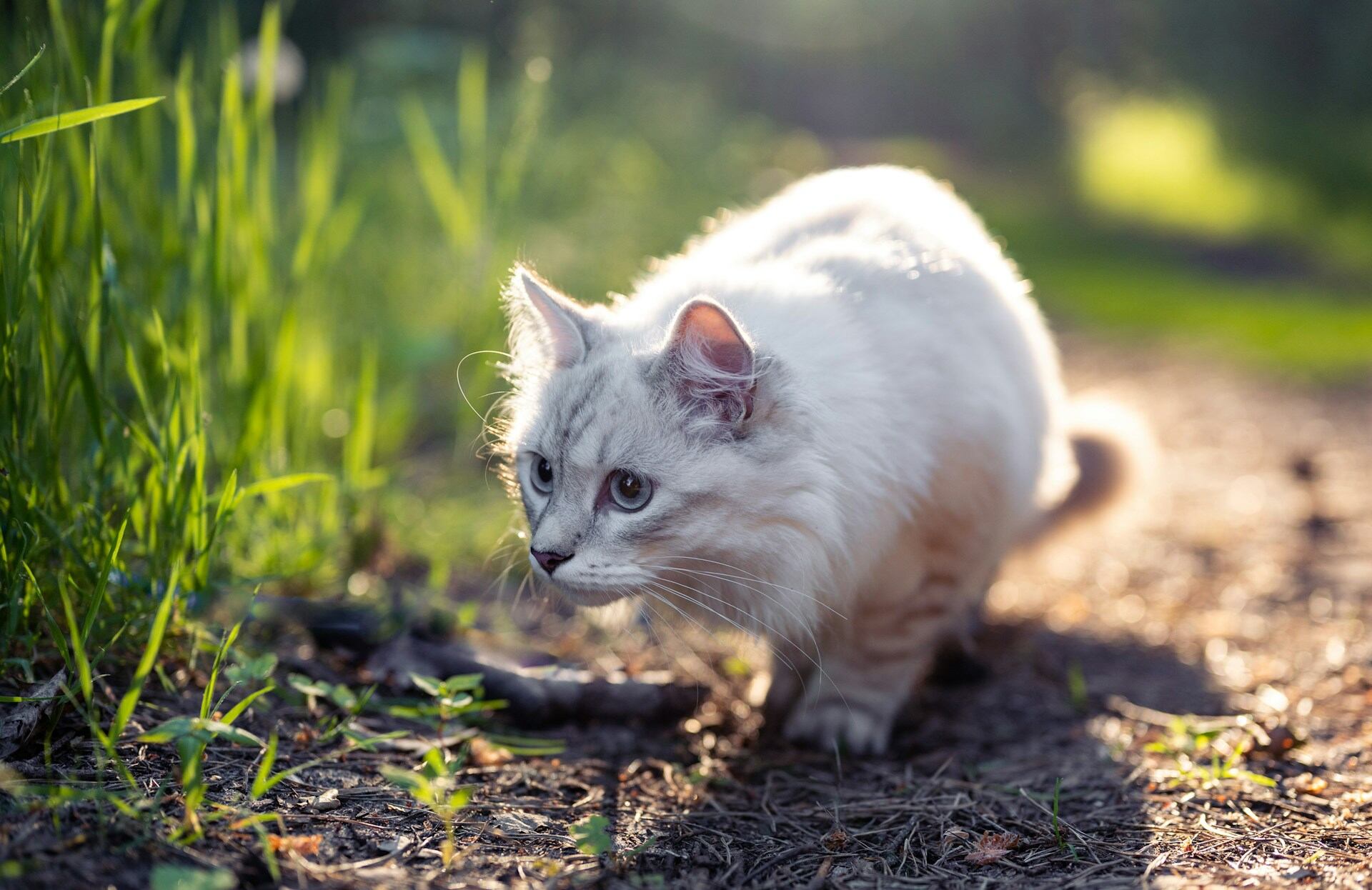 A white cat stalking prey near a green field