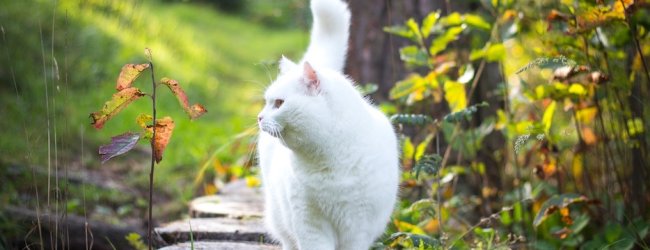 Weiße, schwangere Katze spaziert im Garten herum