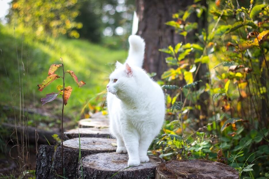 Weiße, schwangere Katze spaziert im Garten herum