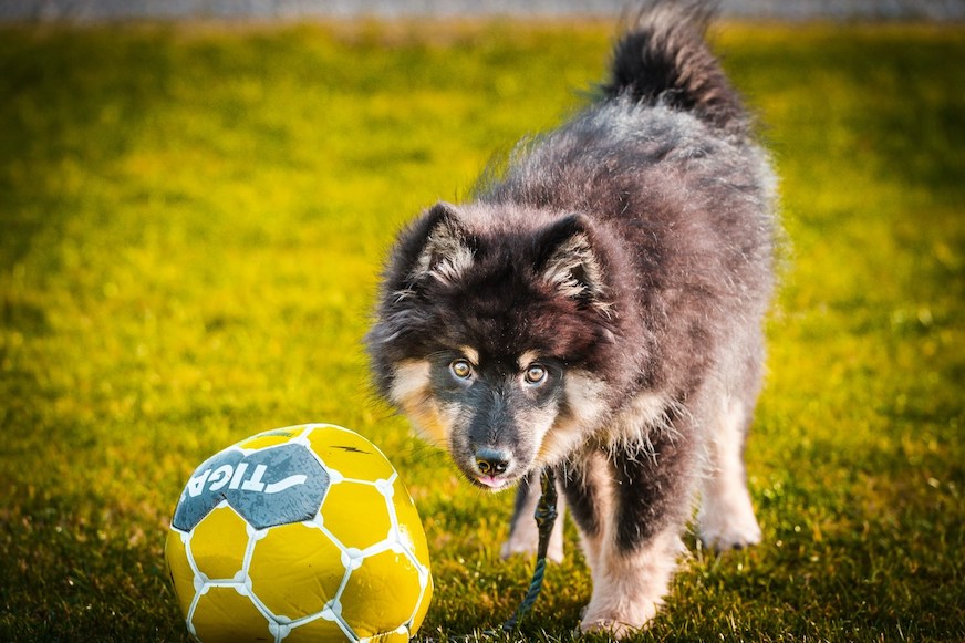 Brauner Hund spielt in der Wiese mit einem Ball