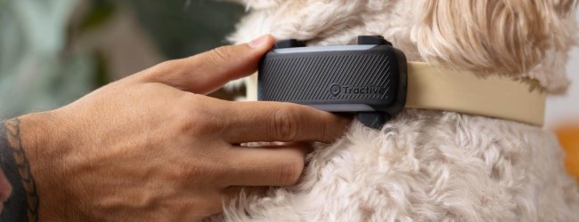 gros plan d'un traceur GPS Tractive sur le collier d'un chien