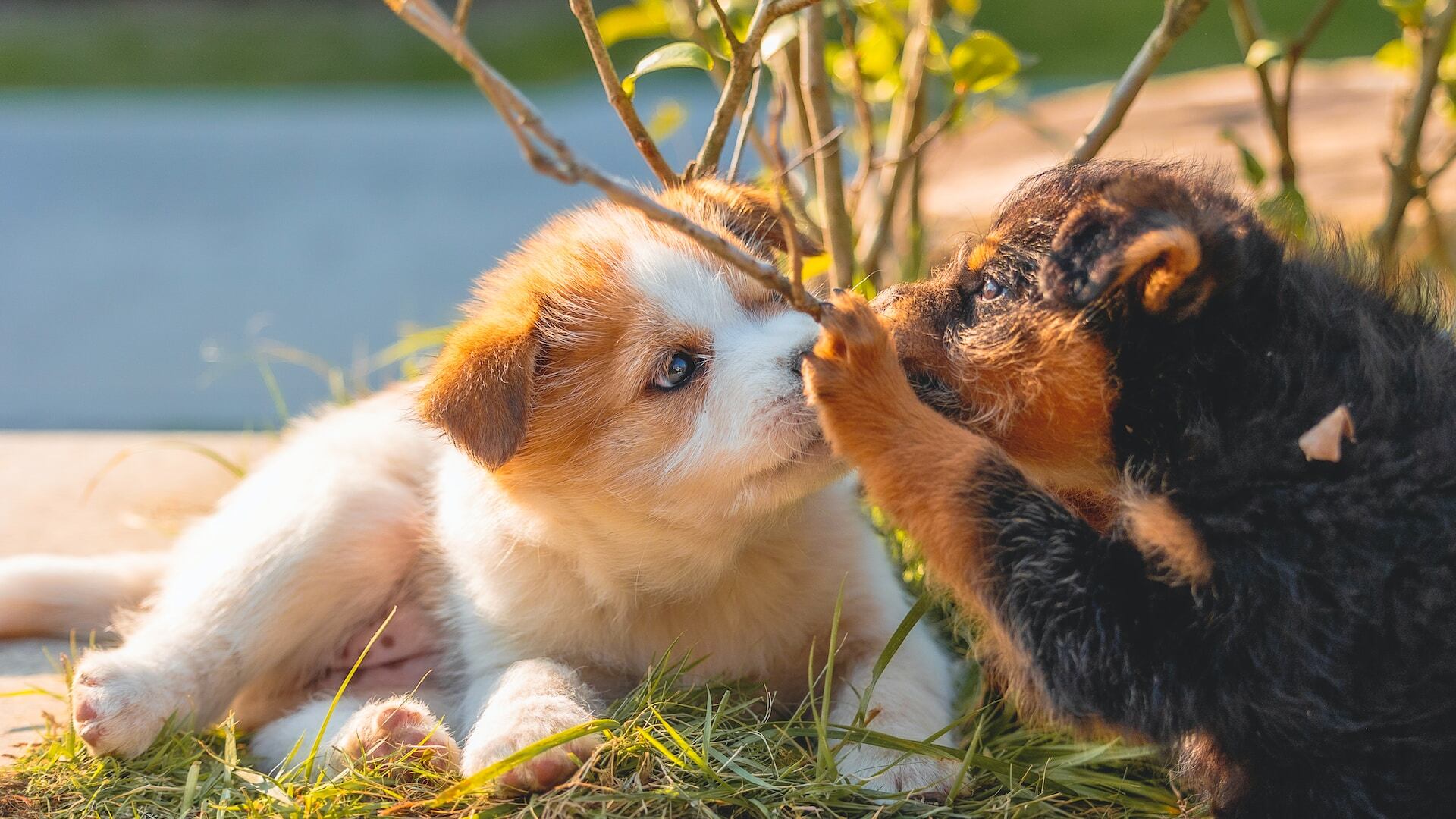 Two puppies playing with a plant together outdoors