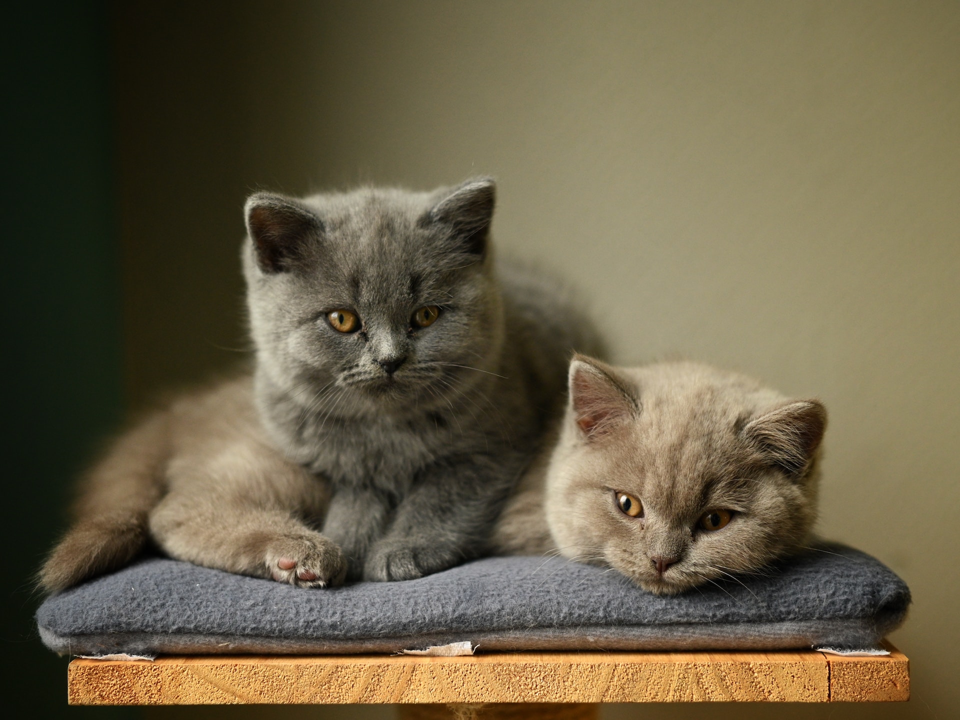 Two grey kittens sitting on a blanket