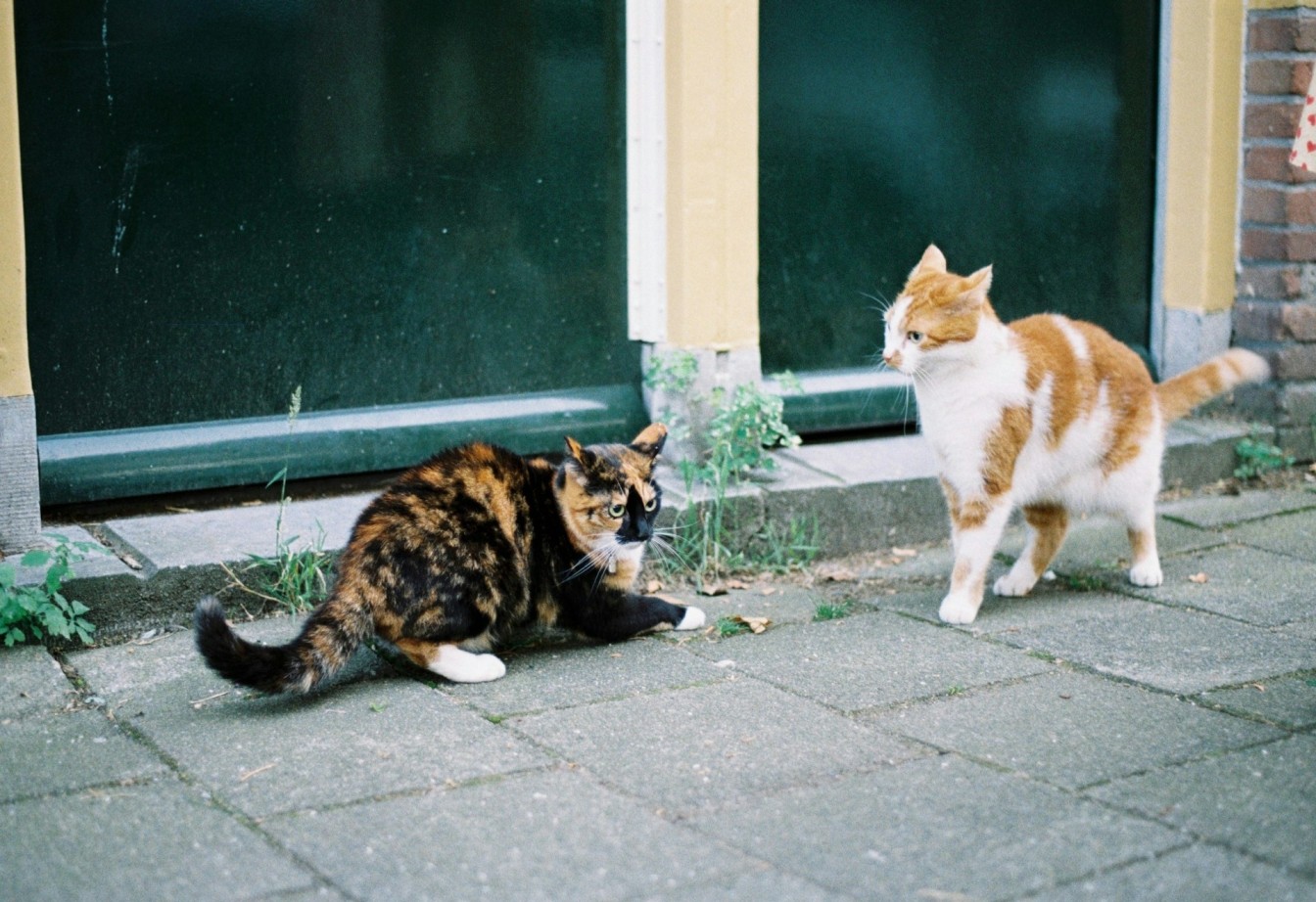Two outdoor cats facing off each other outside a house