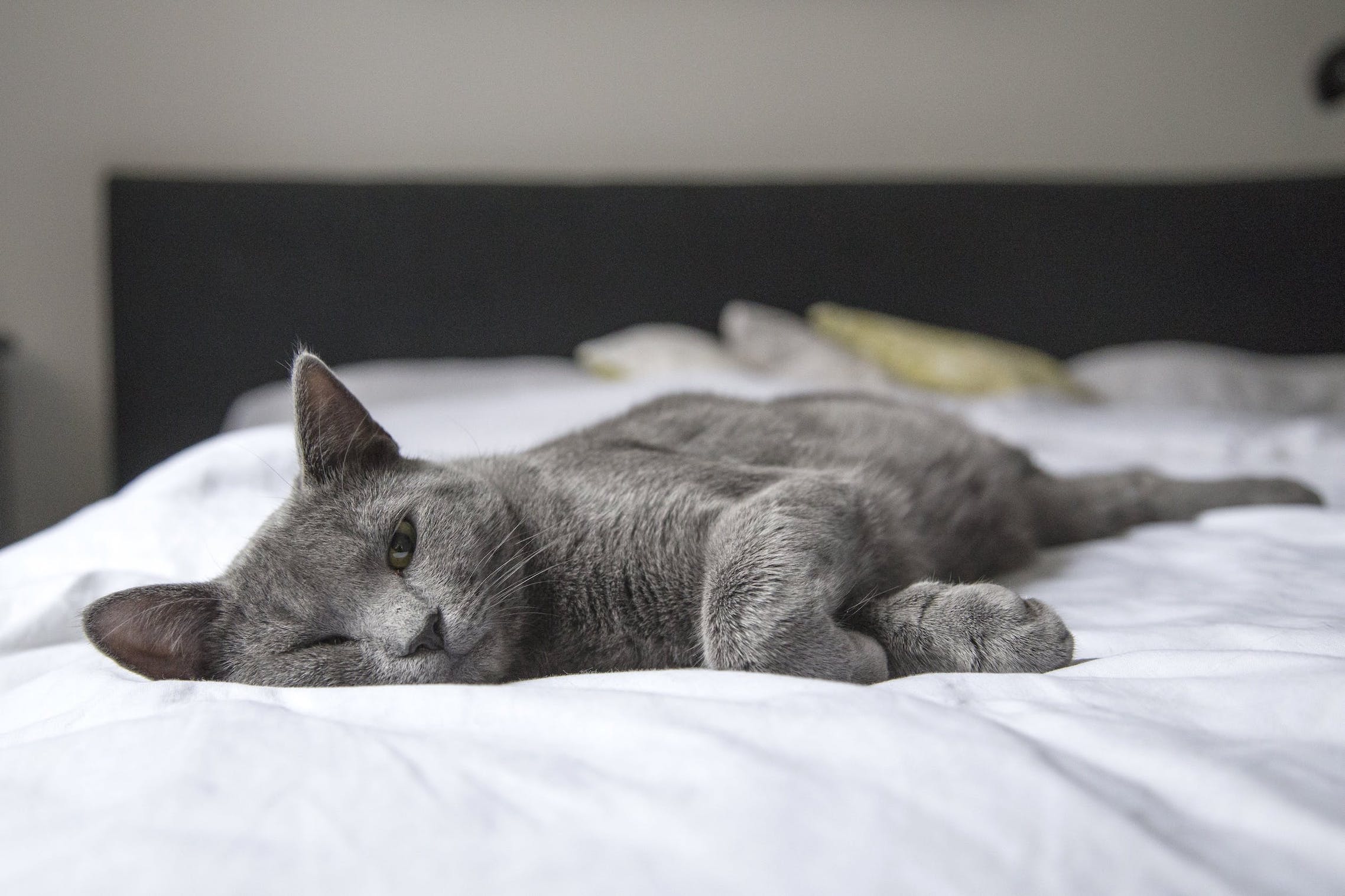 Russisch-Blau Katze liegt krank auf einem Bett