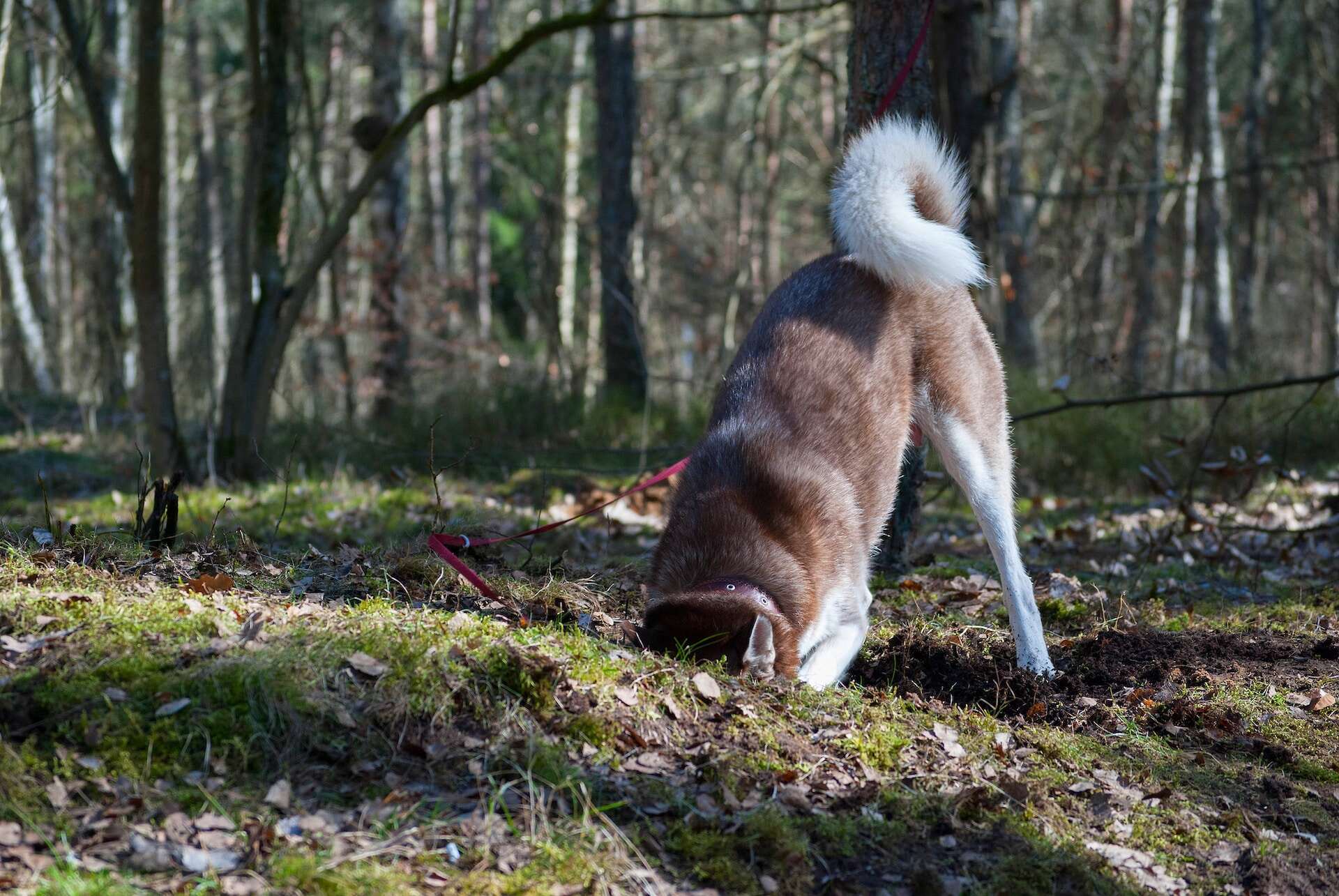 A Husky digging a hole in the ground in a forest