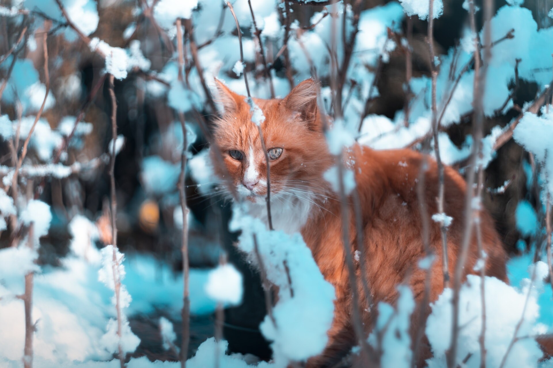 A feral cat hiding in the bush in a snowy forest
