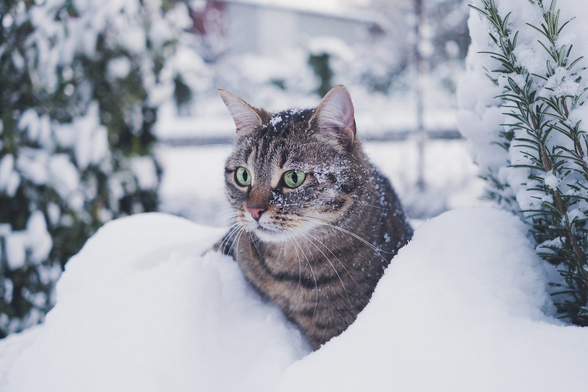 A cat exploring a snowy pile outdoors