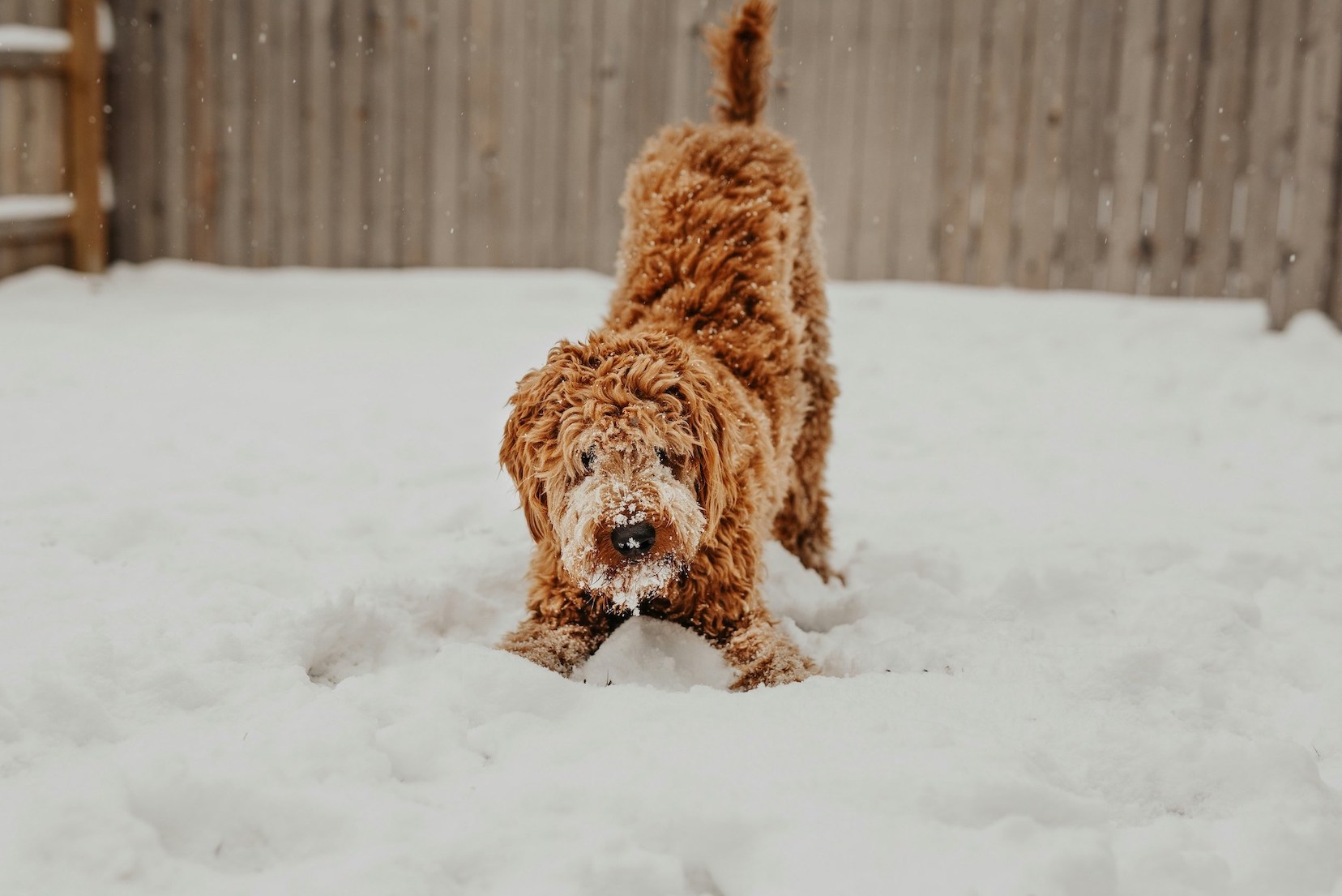Brauner Hund tollt im Schnee herum