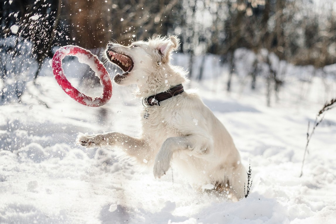Weißer Hund spielt im Schnee mit einem Beißring