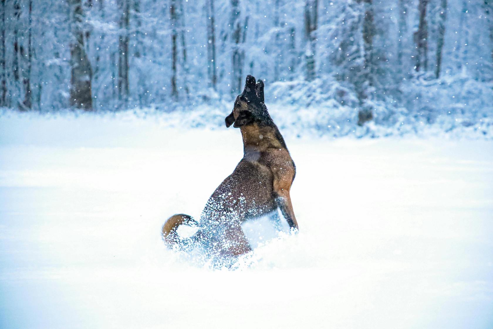 Schwarz-brauner Hund tollt im Schnee herum