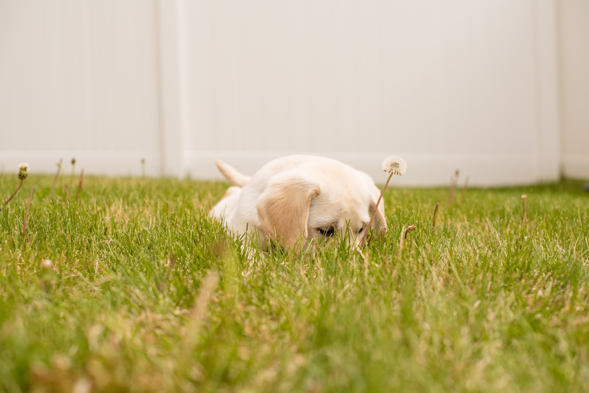 An anxious puppy hiding in a grassy lawn