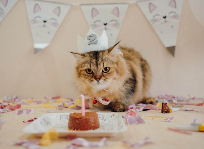 A cat wearing a party hat in front of a cake with a candle