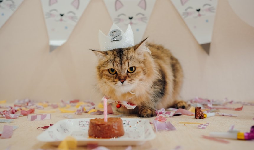 A cat wearing a party hat in front of a cake with a candle