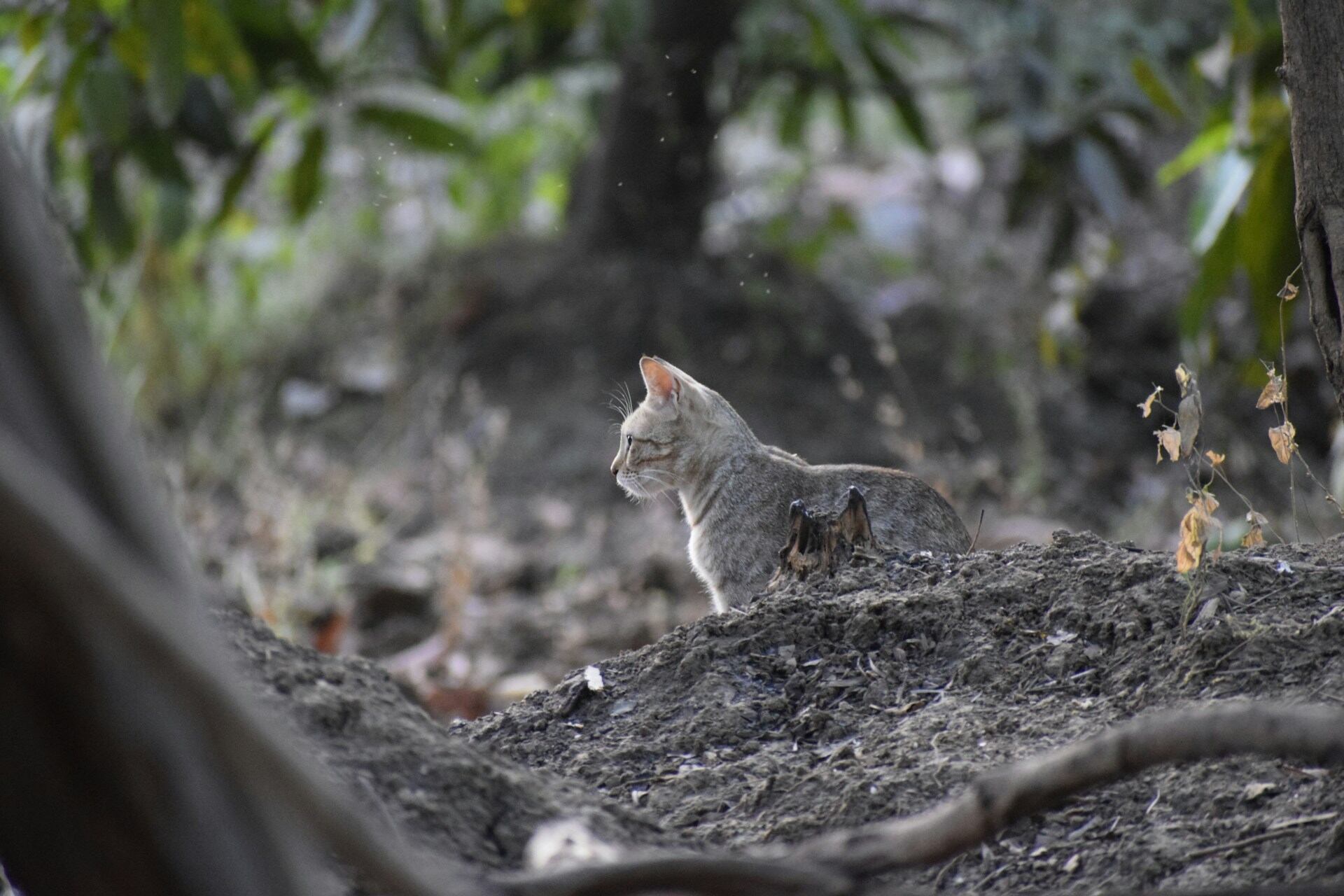A small grey cat exploring a forest