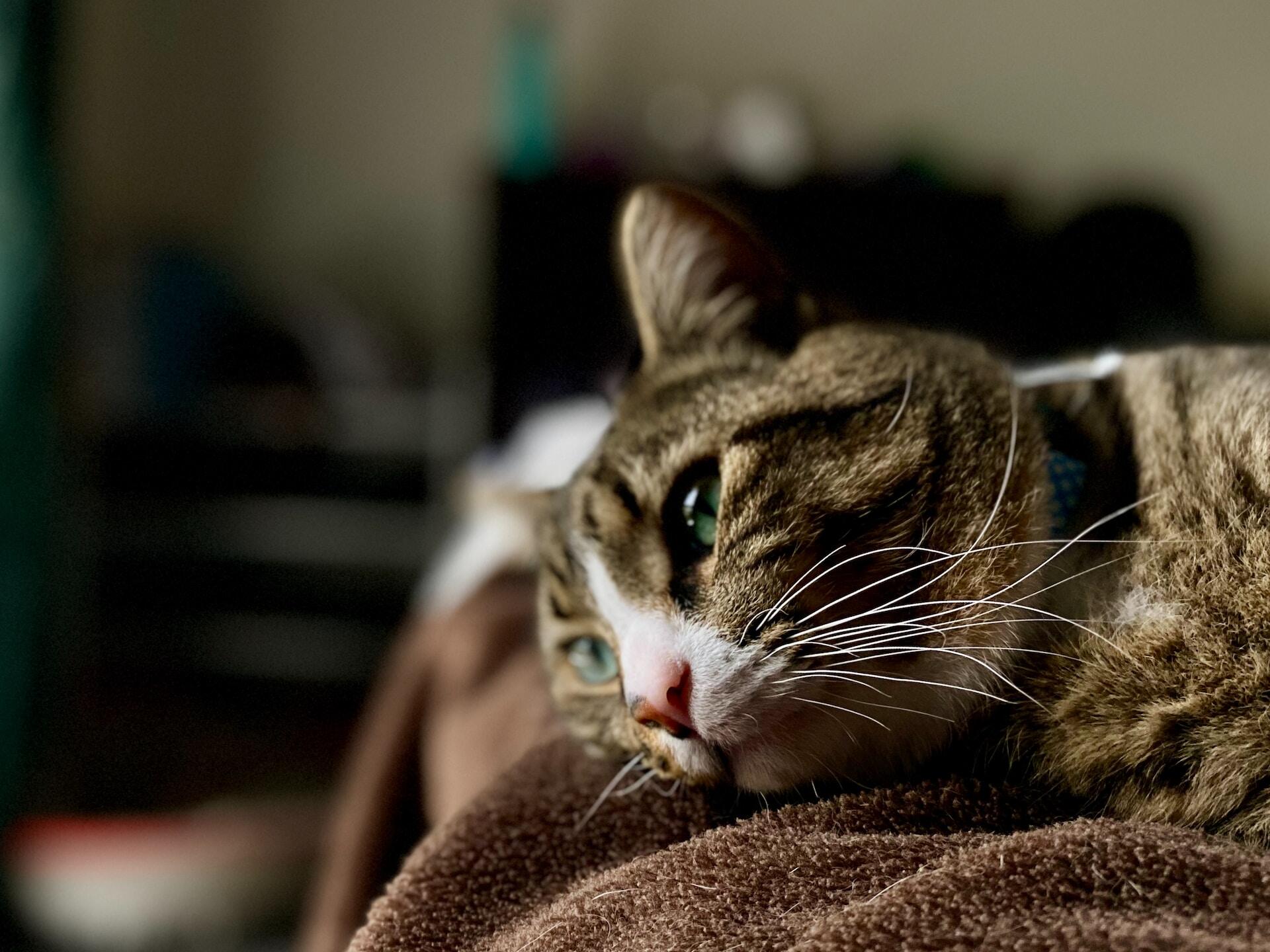 A bored cat lying on a blanket in bed