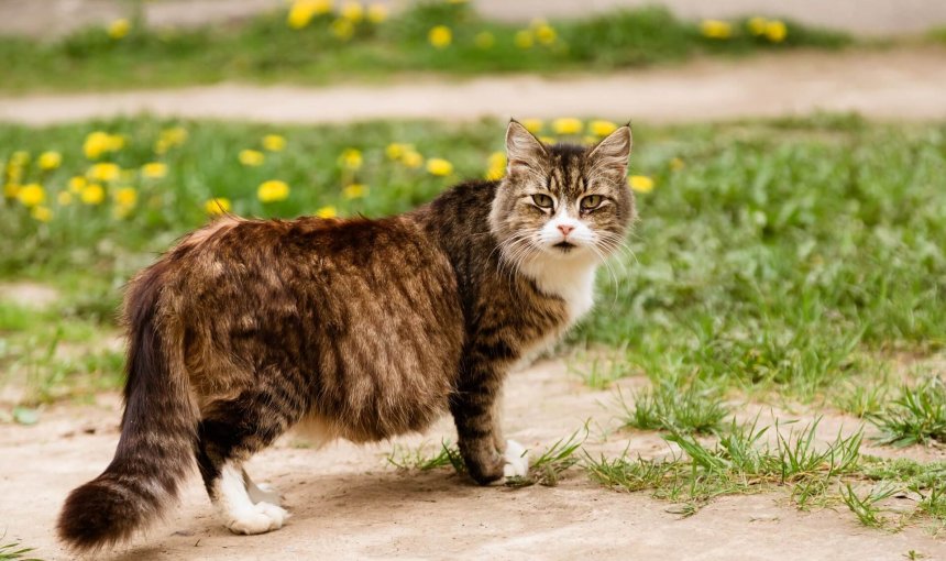 schwangere Katze spaziert im Garten herum