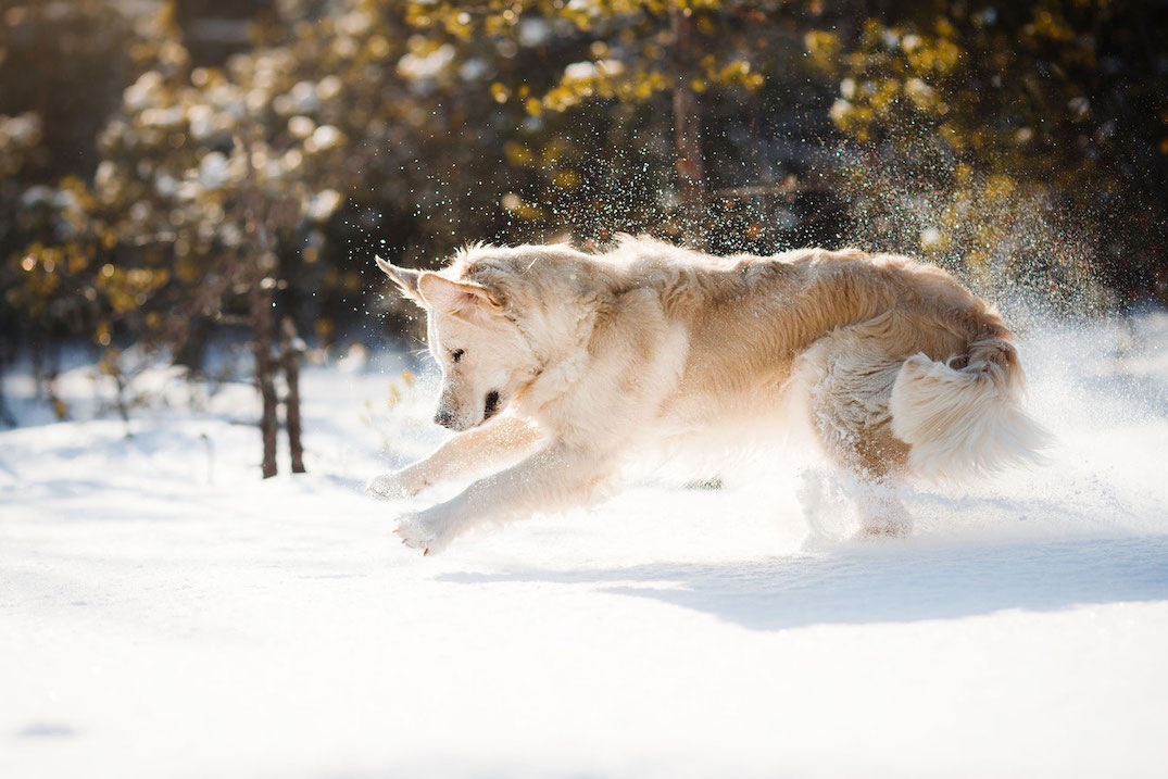 Weißer Schäferhund spielt im Schnee