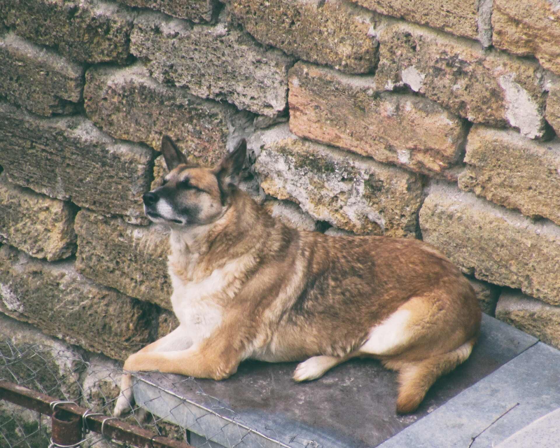 Un perro grande sentado junto a una valla de ladrillos