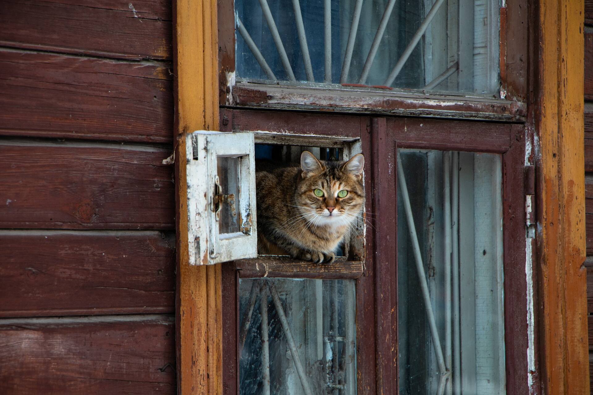 A cat peeking out of a window in a house