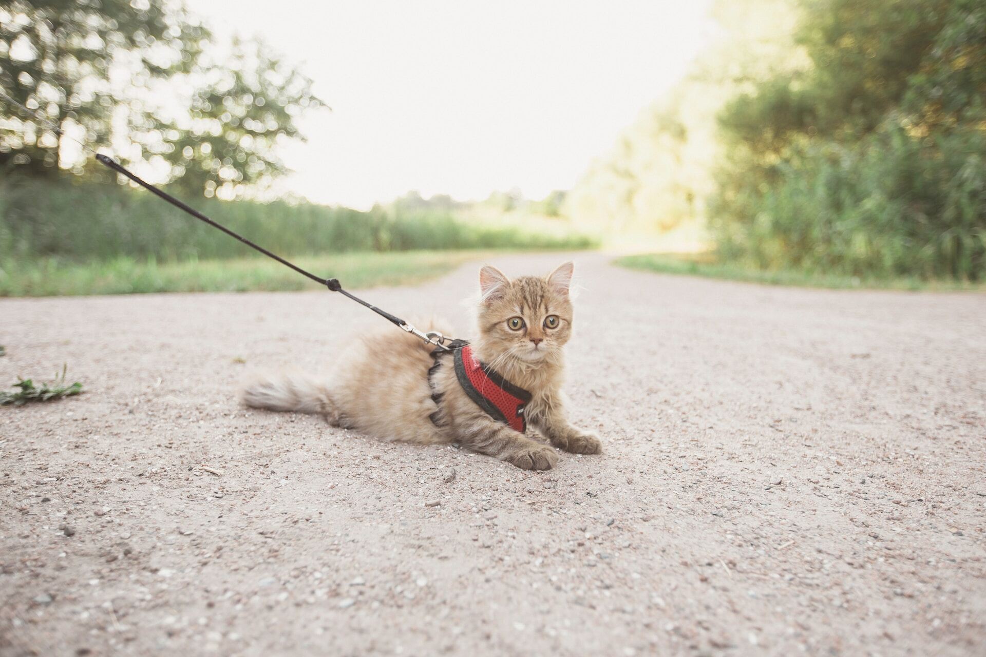 A small cat wearing a red harness and leash outdoors