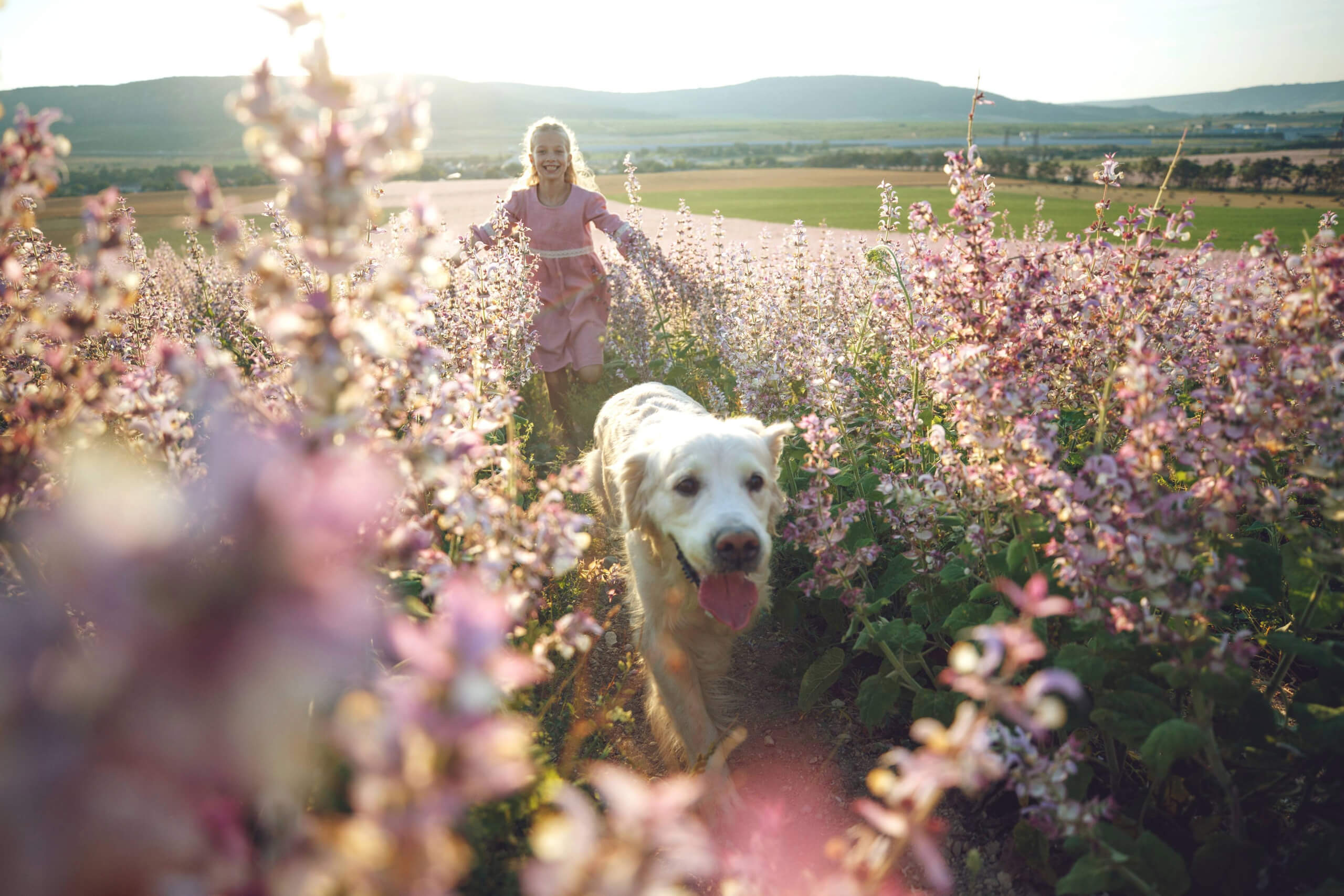 Blondes Mädchen in rosa Kleid läuft Hund durch Blumenwiese nach