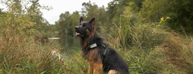 Ein Hund trägt einen Tractive GPS & Health Tracker