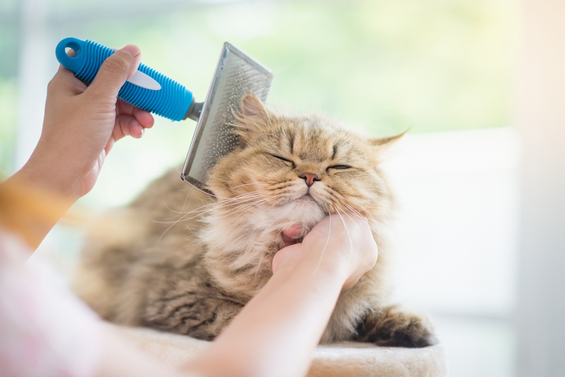 A woman brushing a cat's fur