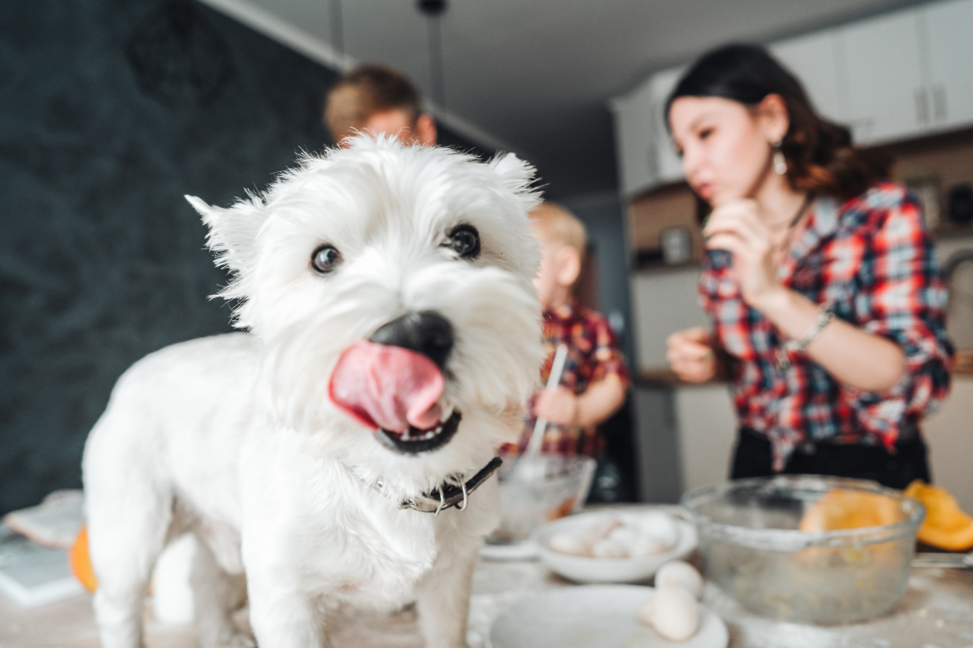 A small white dog in a kitchen