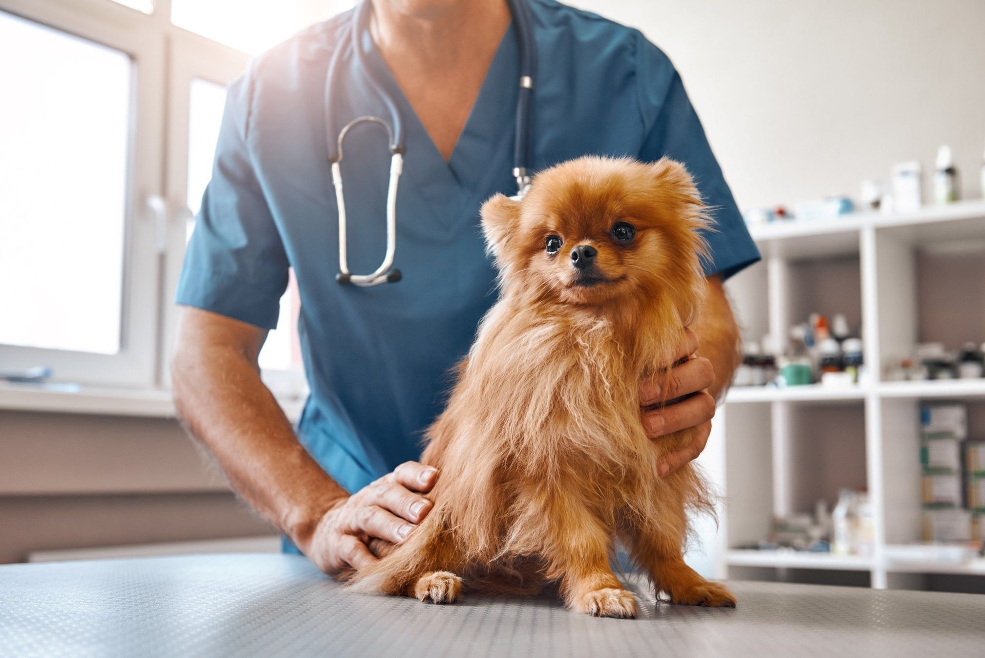 A vet examining a dog at their clinic